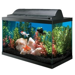 Tank och huva combo akvarium