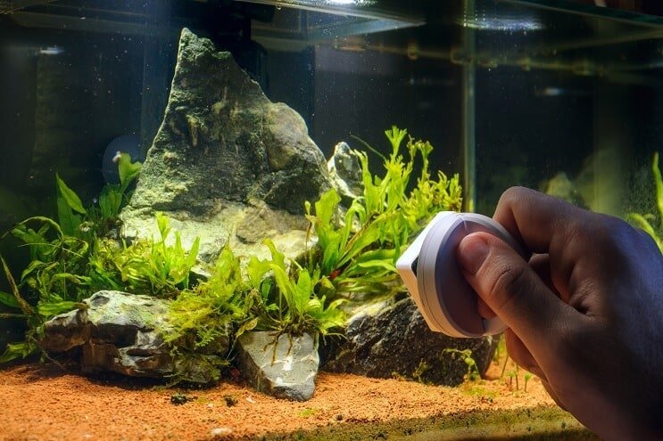 Ta bort alger från akvariet