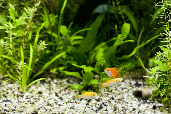 Planterat akvarium