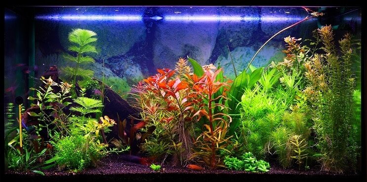 Välja en 30 Gallon tank