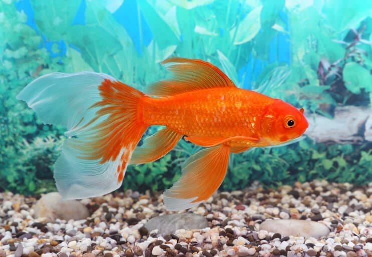 Köper akvarium
