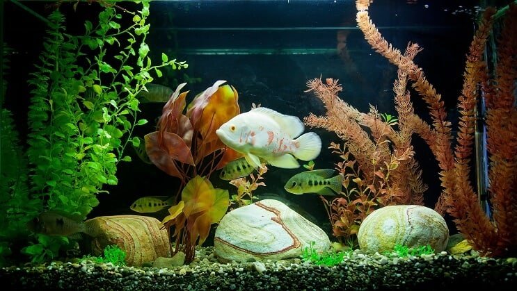 Tropisk tank