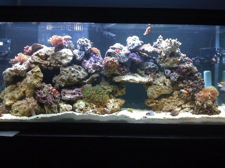55 gallontank