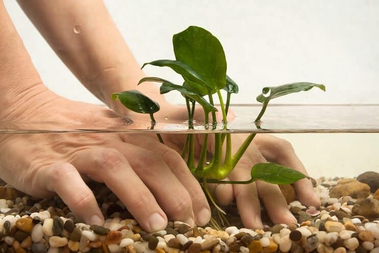 Ställa in en akvarium