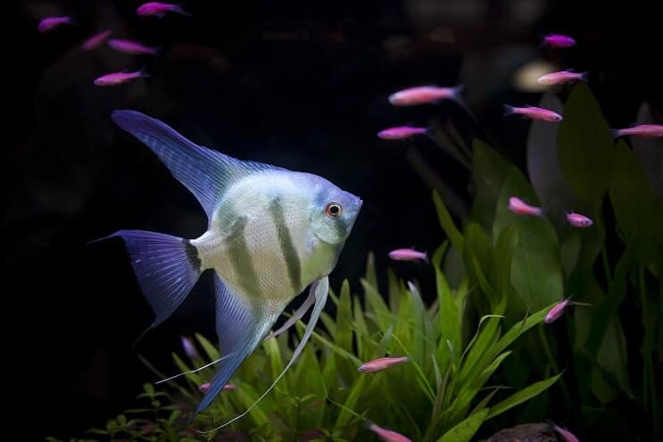 Strumpa förslag för en 55 Gallon