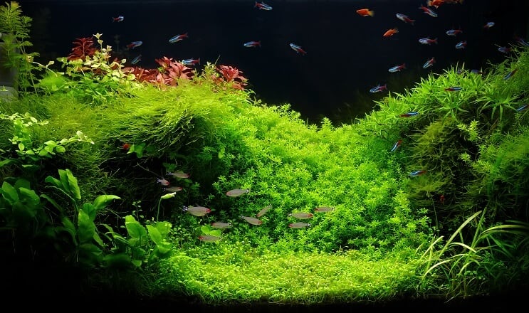 75 gallons akvarium