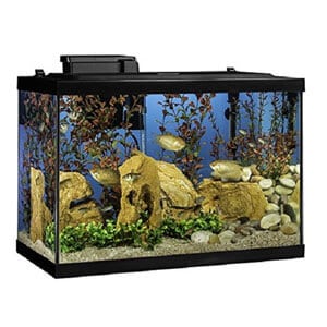 Bästa 20 gallon akvarium startpaket
