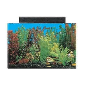 Bästa 20 Gallon akvariet