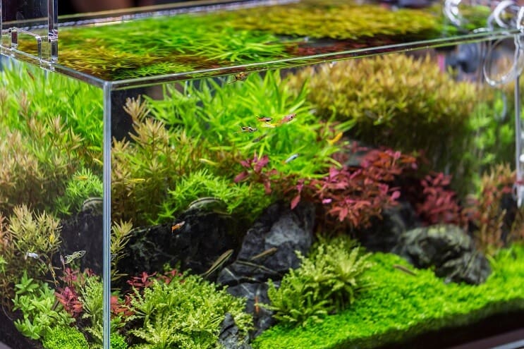 20 gallons inställningsidéer