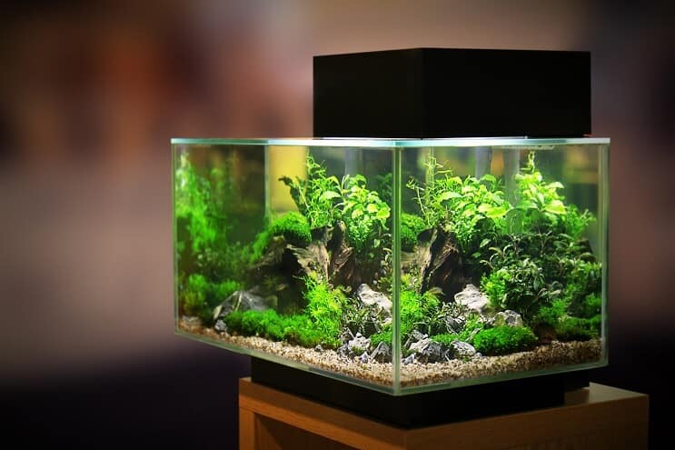 20 liter akvarium