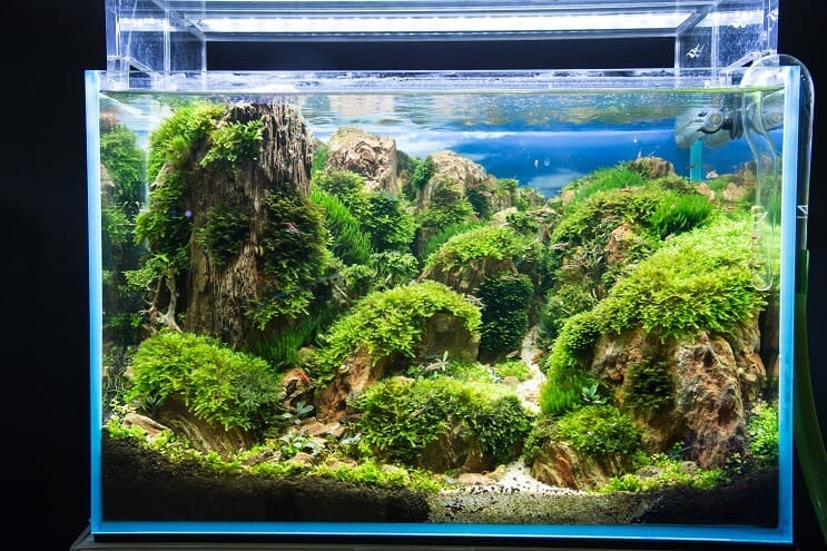 Hur man ställer in en akvarium