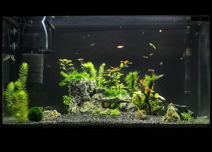 20 gallon långt akvarium