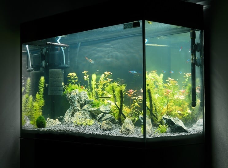 20 gallon lång utrustning