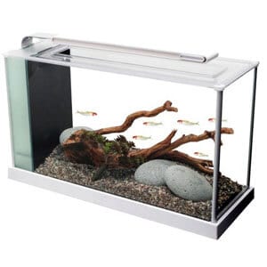 Bästa 5 gallons akvarium