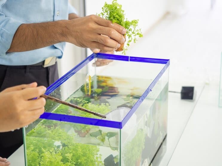 Ställa in en 5 Gallon akvarium