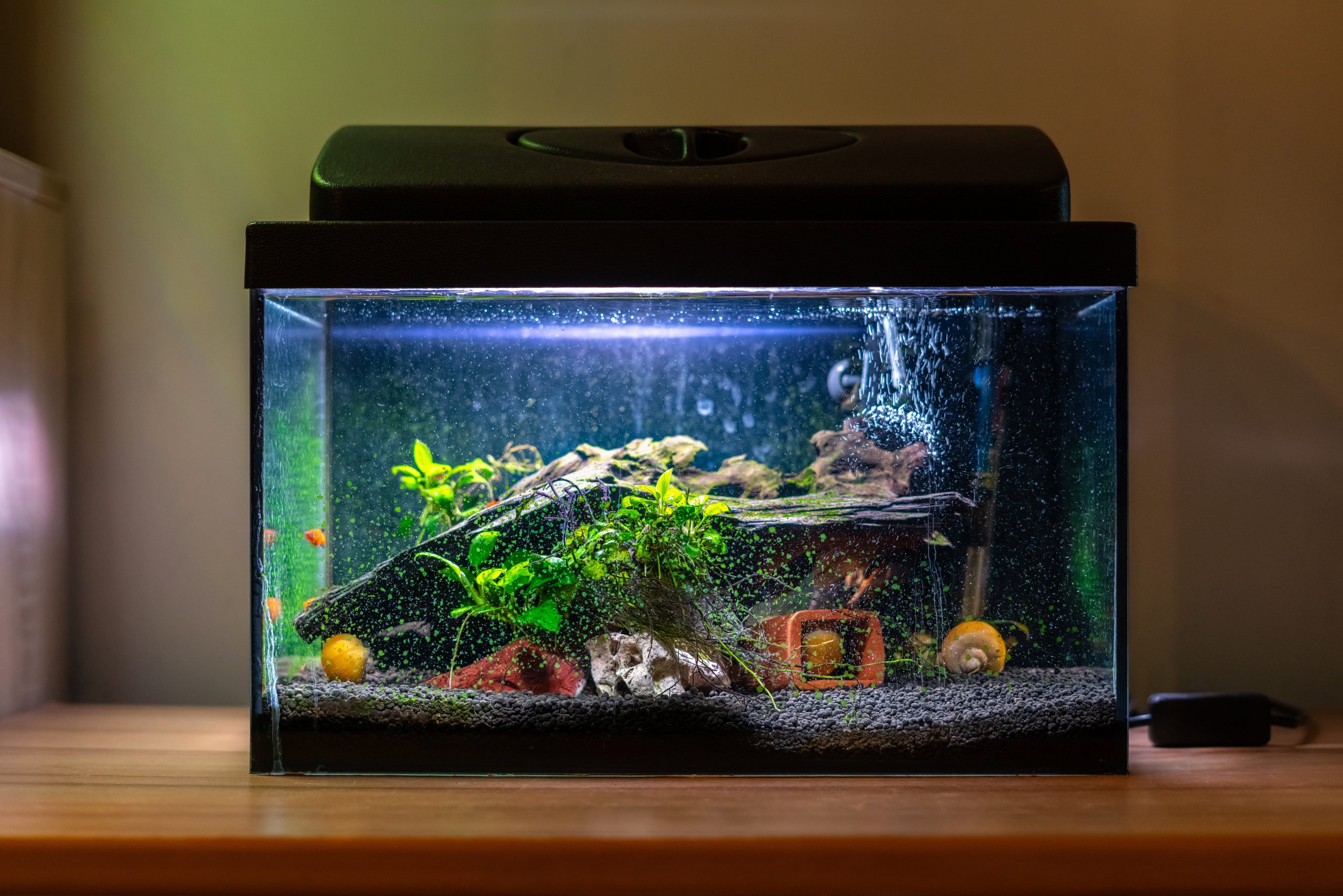 Hur man bygger en akvarium