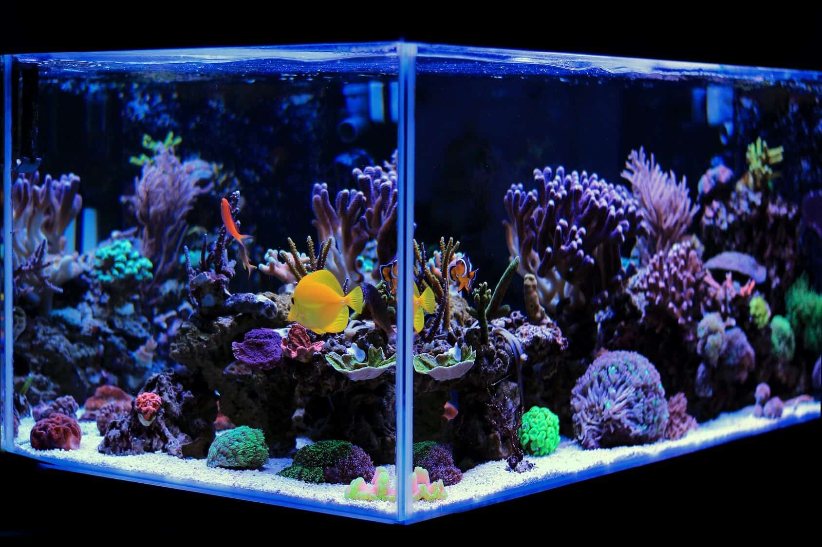 Bästa 20 gallon långa akvarier (strumpa idéer, utrustning och mer) Banner