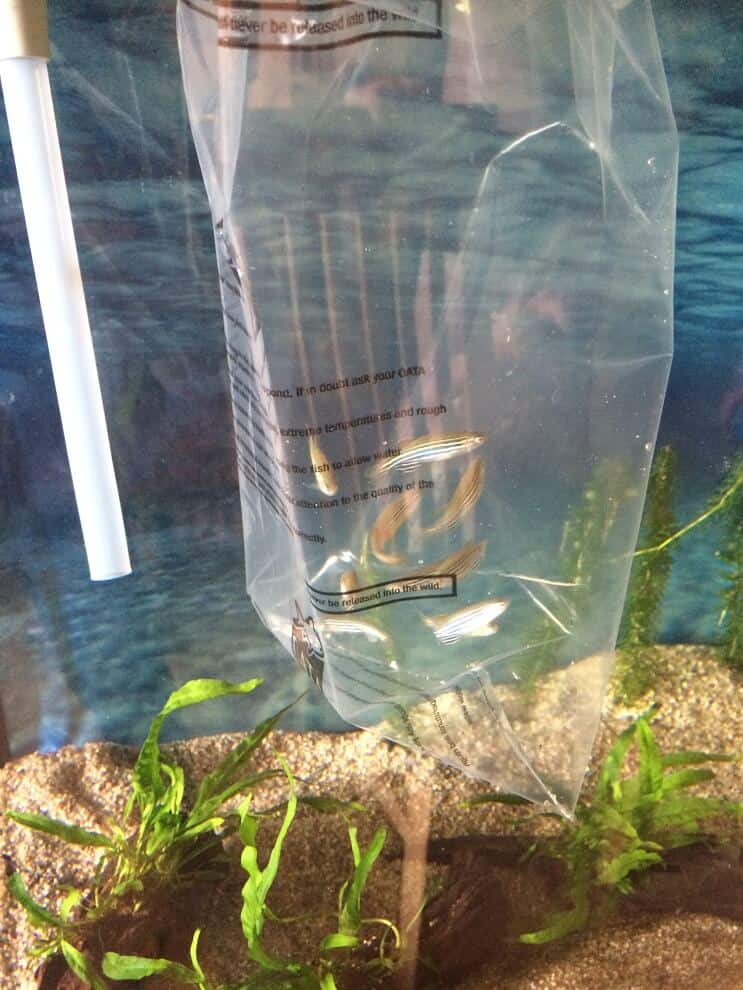 Lägga till fisk i tanken