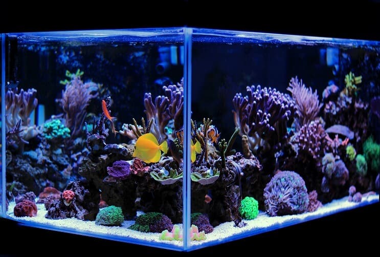Saltvattenakvarium