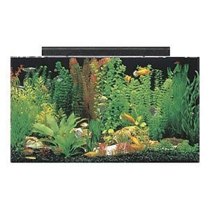 Prisvärdaste 50 Gallon tank