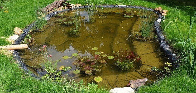Plantering av dammen
