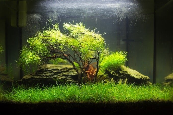 Vattenpassat akvarium