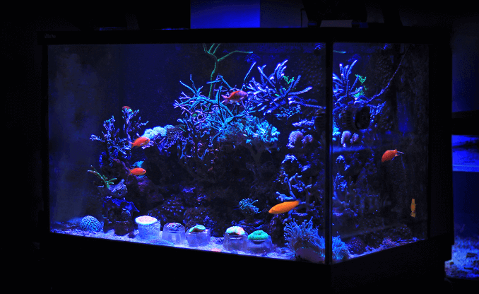 Litet hemakvarium