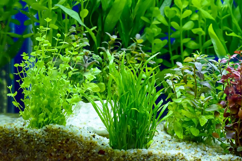 Bästa växter för Betta Fish