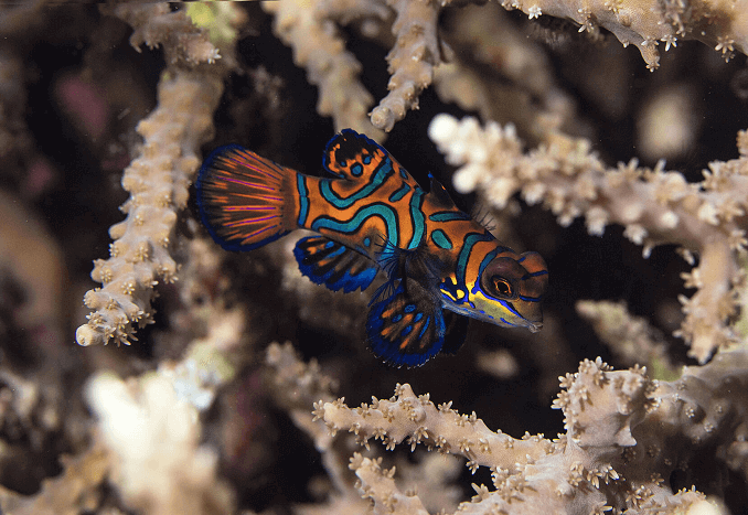Randig Mandarinfish