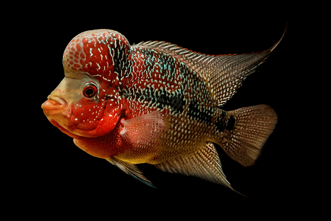 Flowerhorn Ciklider