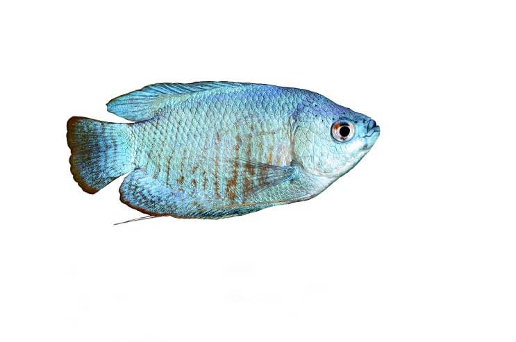 Pulverblå gourami