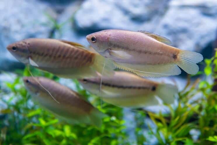 Snakeskin Gourami