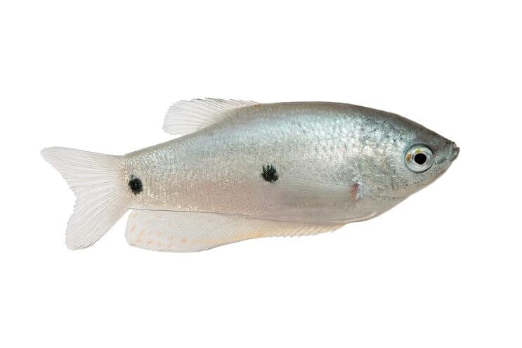 Tre fläckar gourami