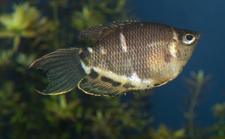 Choklad Gourami