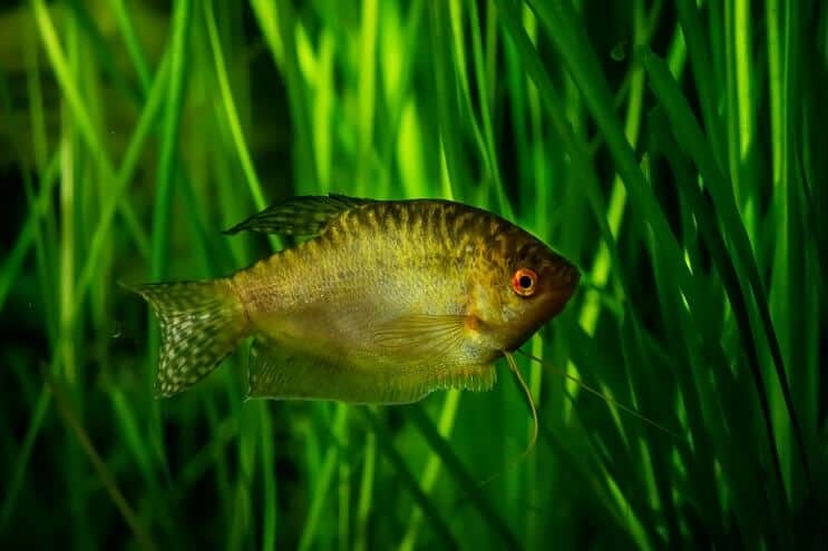 Guldgourami