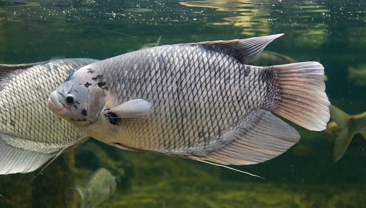 Jätte Gourami