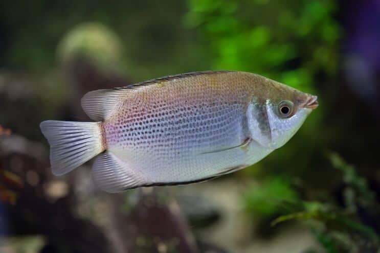 Kyssar Gourami