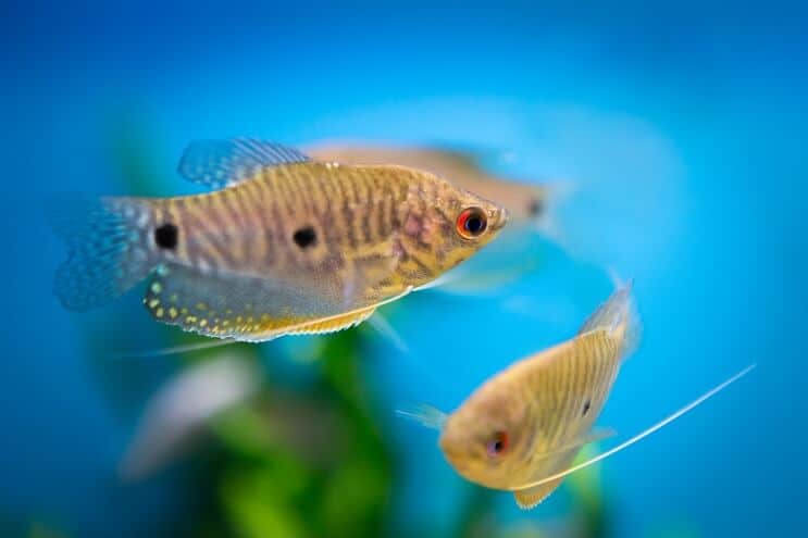 Blå gourami