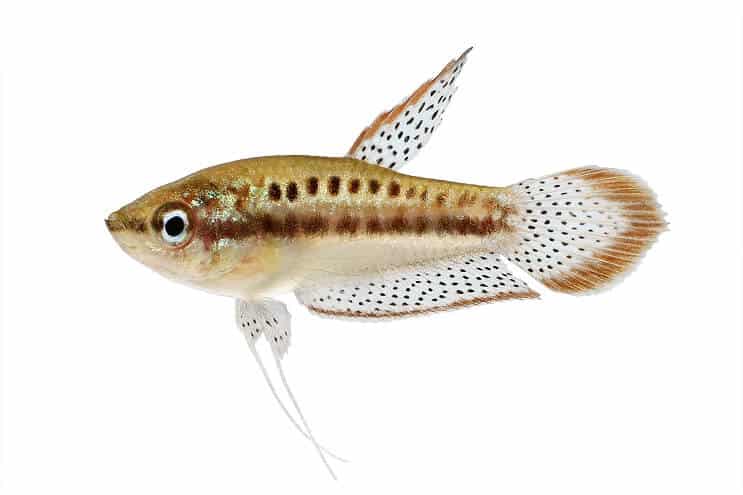 Mousserande gourami
