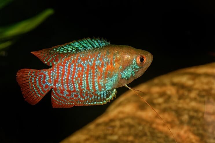 Dvärg Gourami