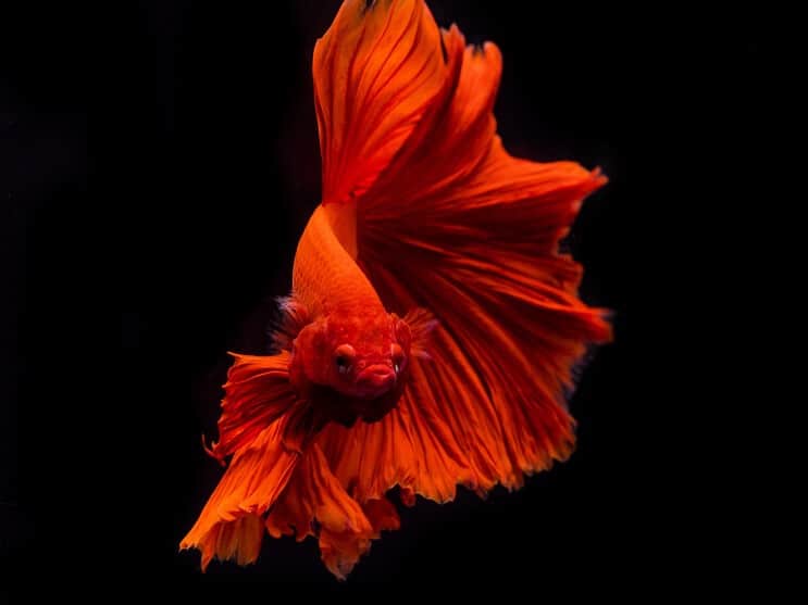 Betta Fish Utseende