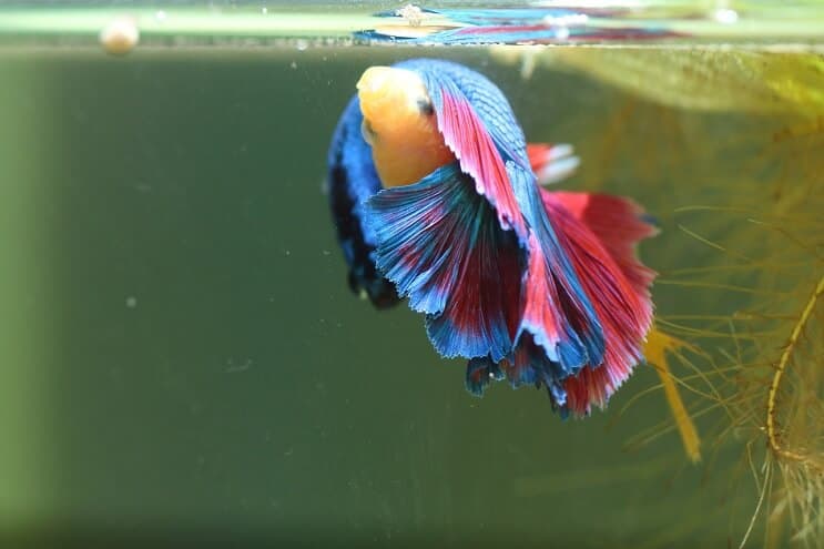 Bettas uppfödning mer