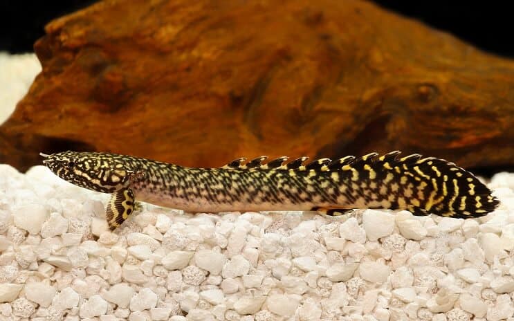 Utsmyckade Bichir
