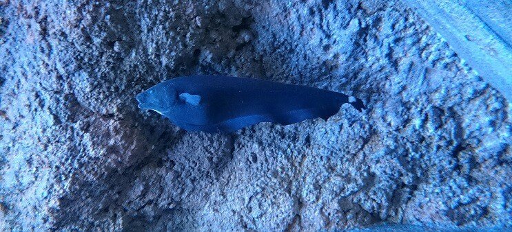 Ghost Knifefish Simning