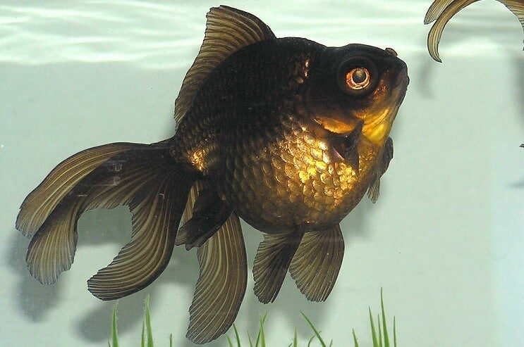 Black Moor Goldfish Utseende