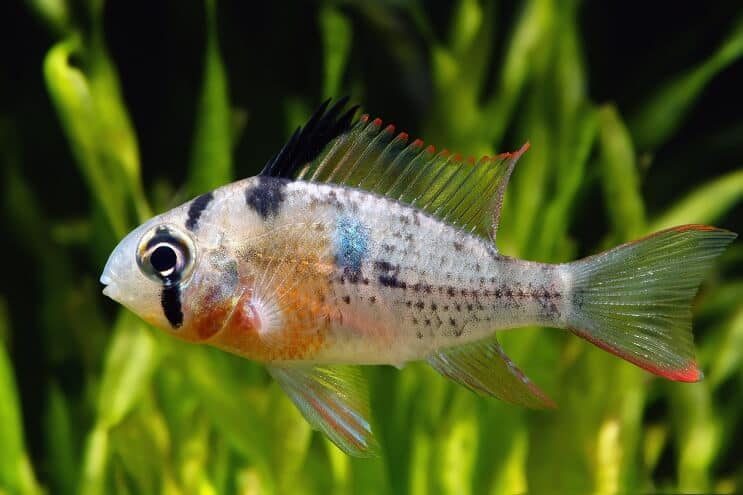 Boliviansk ram