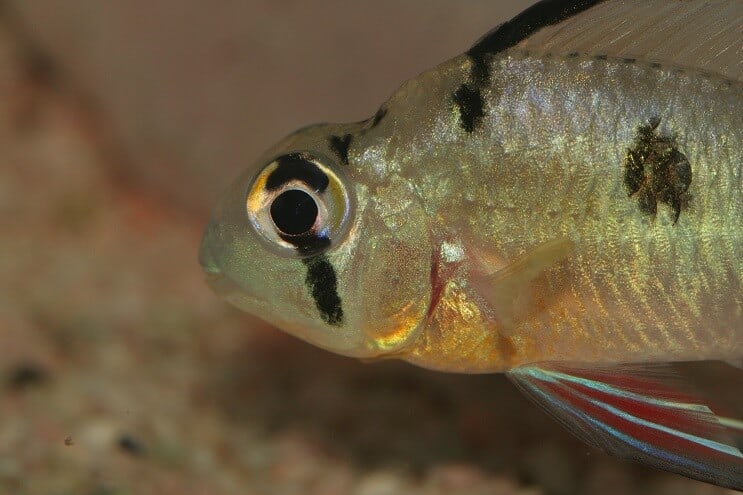 Bolivian ram närbild