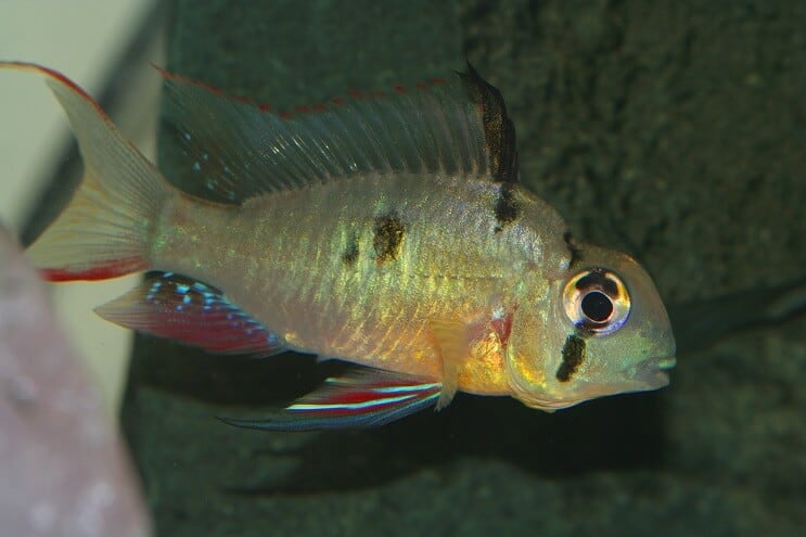Kvinnlig boliviansk ram