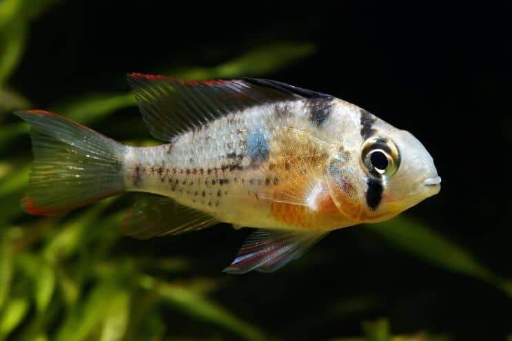 Bolivian Ram Simning