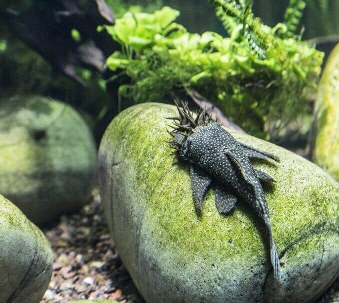 Bristlenose Pleco Utseende